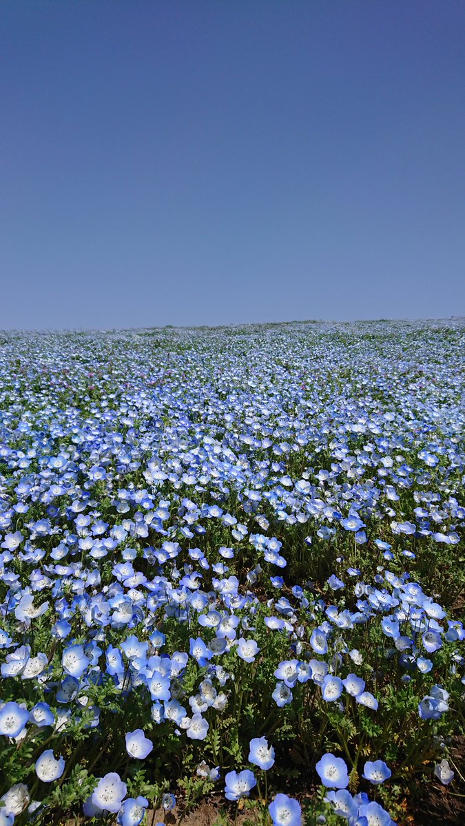 @KYOCERA_JP ひたち海浜公園のネモフィラ