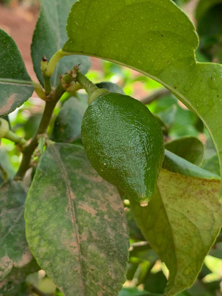 rbngargar's tweet photo. Buena cosecha y muy adelantado #limón  🍋 CQL05 ( Aljada) https://t.co/TdaYGXm9WG
