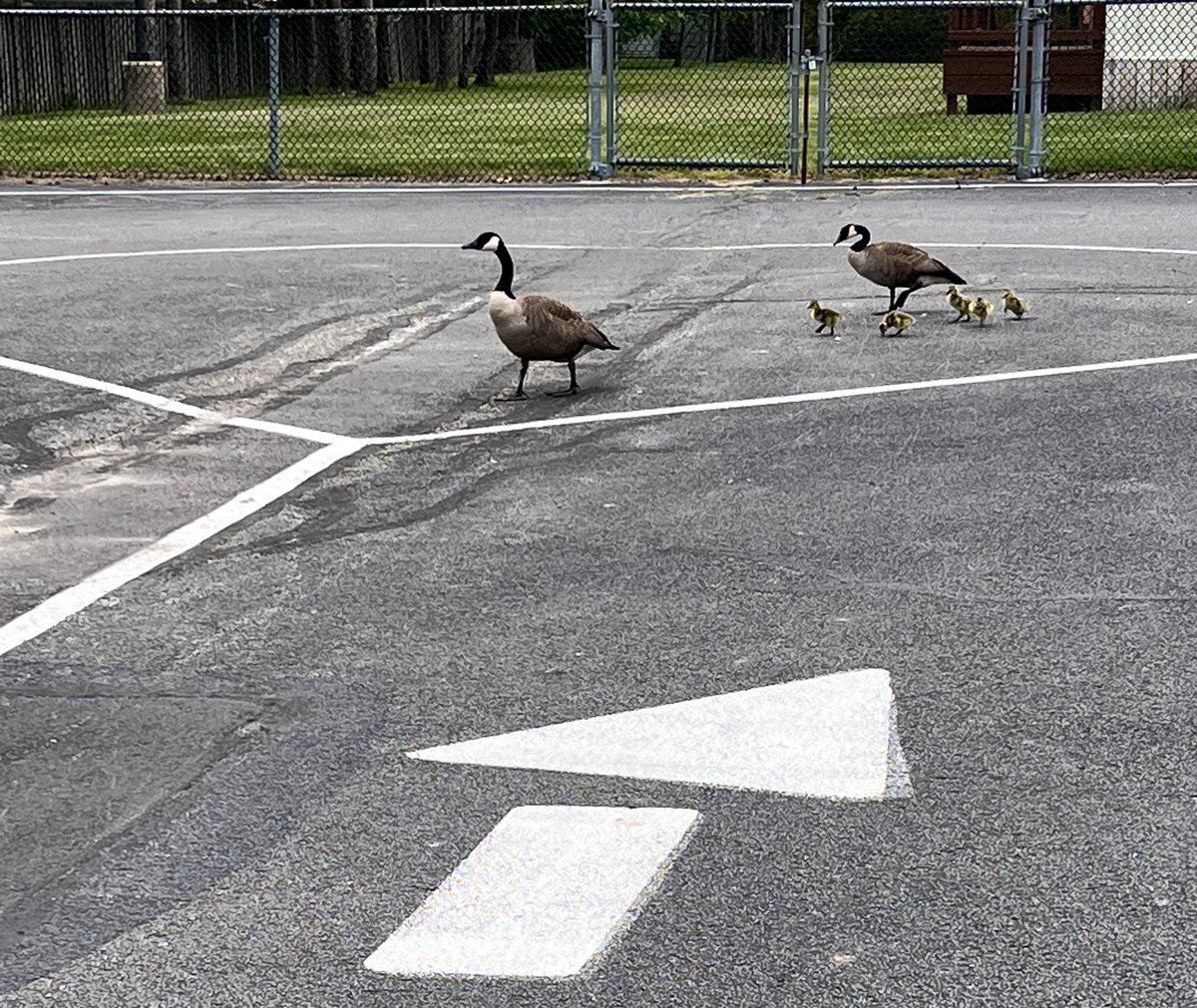 BuckeyeElem's tweet photo. The annual hatching of Buckeye’s baby geese happened yesterday!  Thank you to our parents at dismissal for detouring around them 🌟 https://t.co/CZqZbLZ960