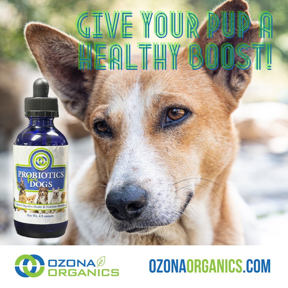 OzonaOrganics's tweet photo. Give your pup some love with Ozona Organics Probiotics for Dogs. Order now at https://t.co/DfbCmqFXA8 and show them you care. #doglove #petcare #probioticsfordogs https://t.co/JhFlkePxwo