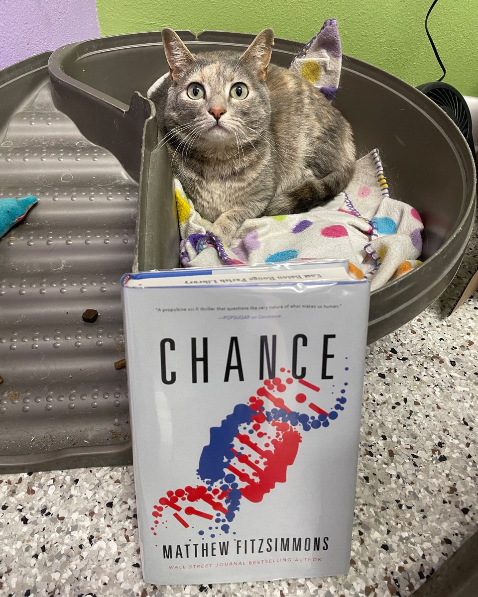 Take a chance on Millie! You can find this shy but sweet girl at @cathavenbr. #Caturday #CatsAndBooks #chance #MatthewFitzSimmons