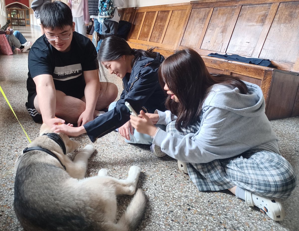 rcboarding's tweet image. Welcoming Hector the 16 week old husky into the Boarding family
#boardinglife #independentboarding #bsaboarding