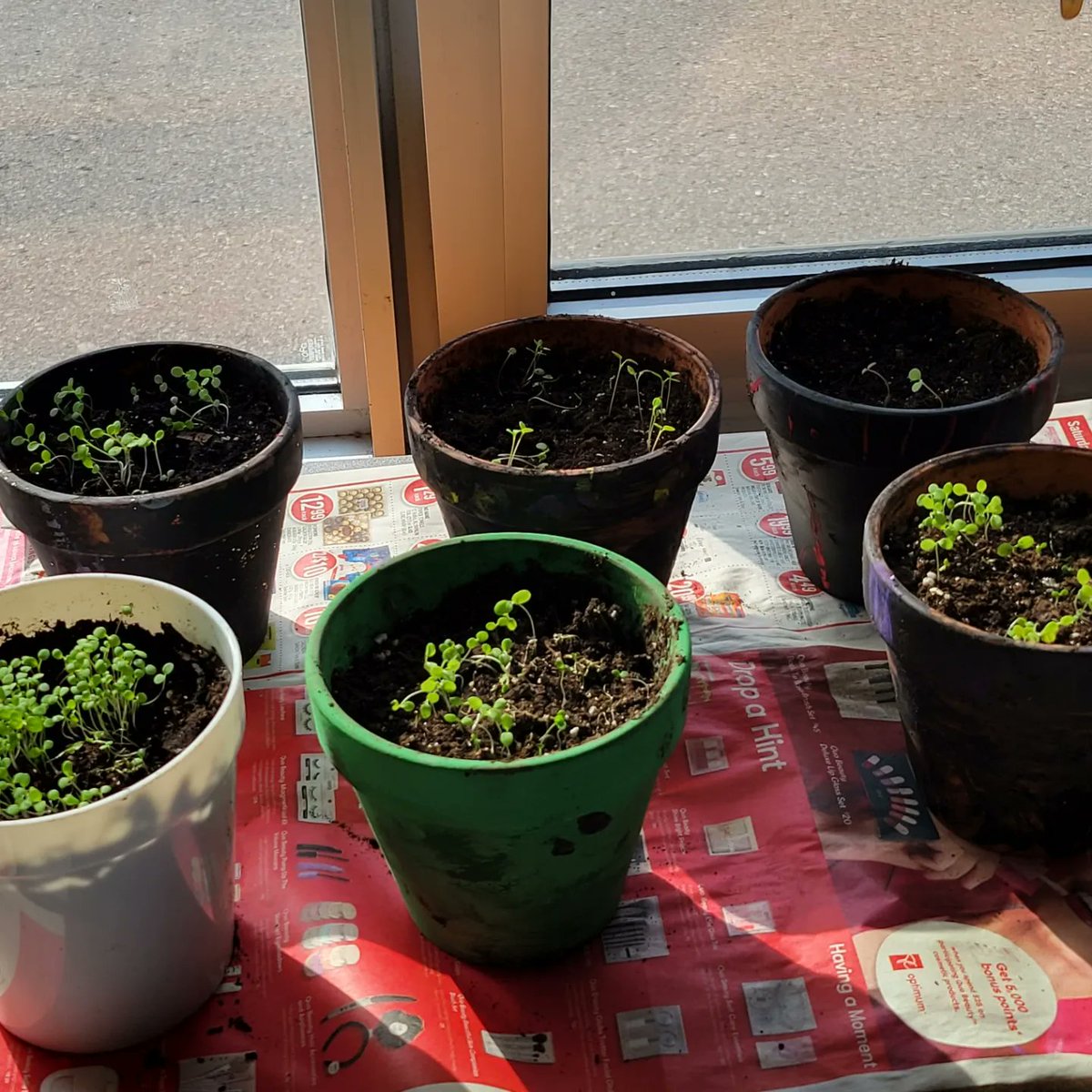 The flowers my class grew for Mother's Day and they painted their pots.  Groot is mine.  @NE