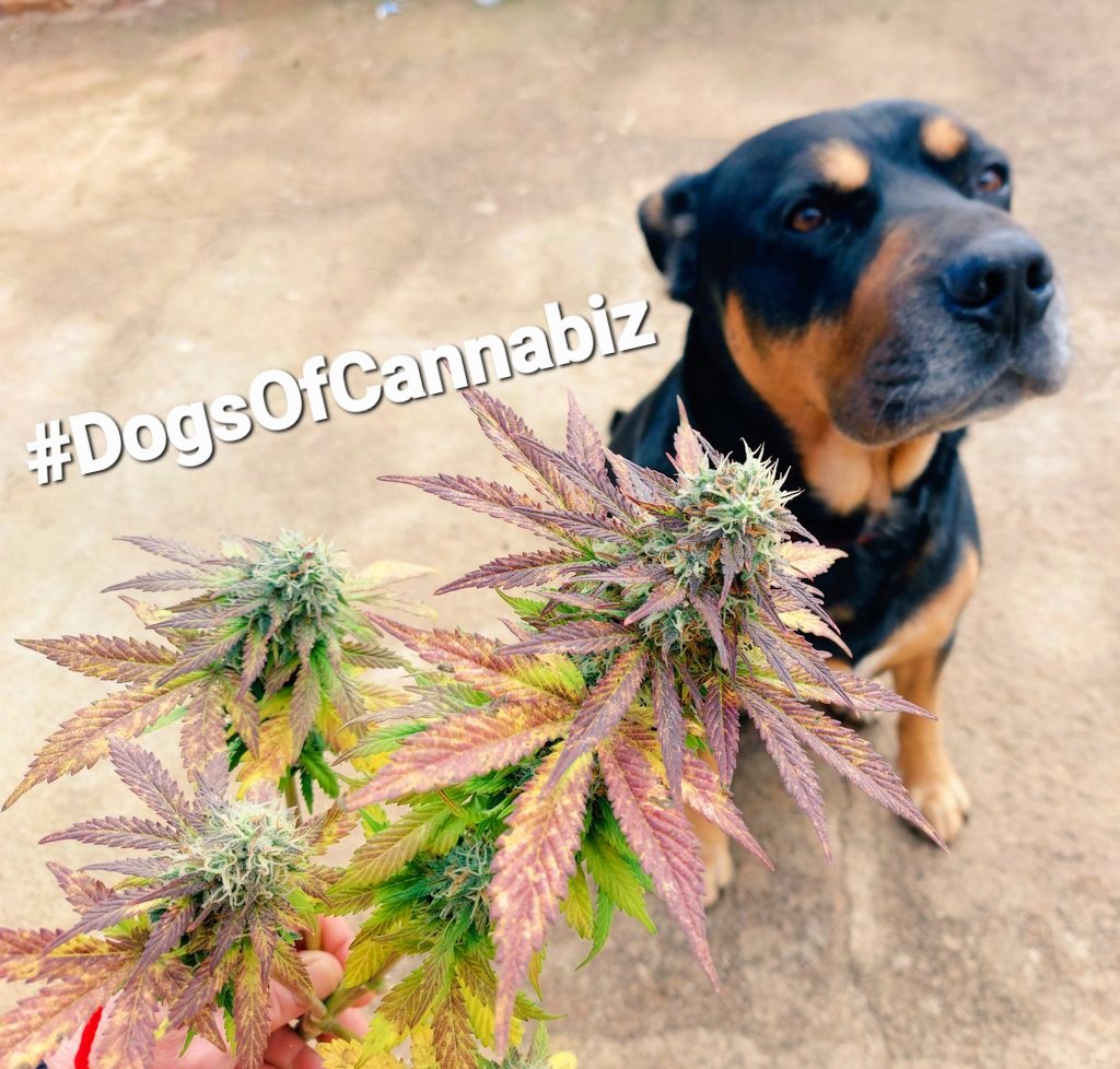 gringo_ctm's tweet photo. duke also can't wait for the next harvest 😁🤙🏽

#dogsofcannabiz #dogsofcannabis 

this was one the Chilean landrace testers, Oct '22 🌱
High PM resistance but not immune. Had 1 top with but rot. This was expected outdoors in the rain 🤙🏽 https://t.co/22X2Pydzxo