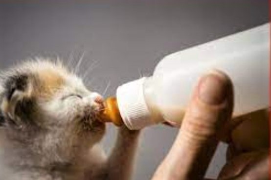 Torna il corso per diventare balia.
Con la primavera torna l'emergenza dei gatti abbandonati per quelli salvati dal Polo Integrato Animali d’Affezione del Comune di Parma si terrà il prossimo 2O maggio dalle ore 9.30 alle ore 12.30, in via Melvin Jones.
info: 0521.218651