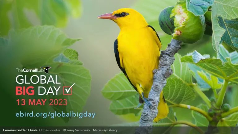 Be a part of birding's biggest team! Global Big Day is an annual celebration of the birds around you. No matter where you are, join us TODAY help celebrate World Migratory Bird Day, and share the birds you find with <a href="/Team_eBird/">eBird</a> #GlobalBigDay