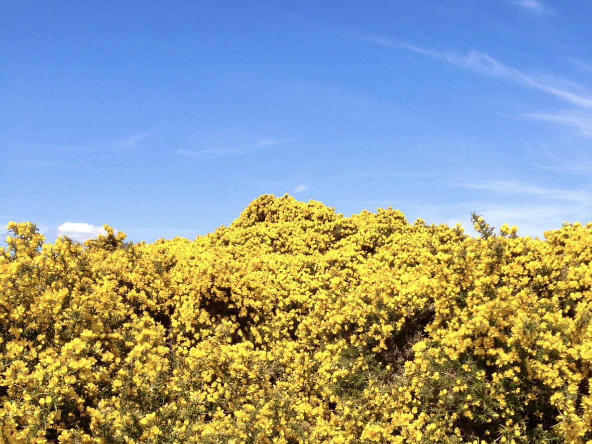 absolutelywild's tweet image. Gorse and sky. Lovely spring afternoon in Hampshire.