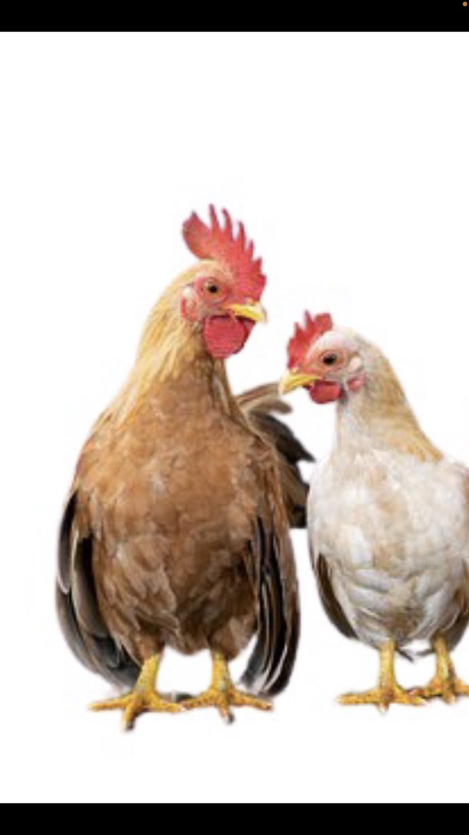 Pronto en <a href="/EstrellaOnline/">La Estrella de Panamá</a> , un artículo llamado “Como cucaracha en baile de gallina”, acerca de nuestras relaciones con Estados Unidos y China.