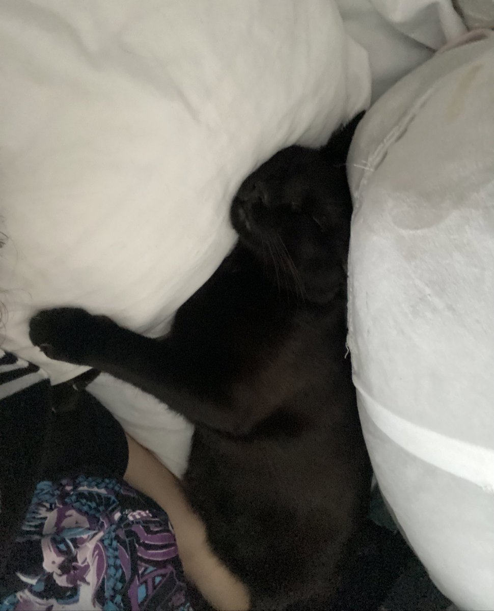 Ojala poder dormir como mi gato ahora mismo ;-;