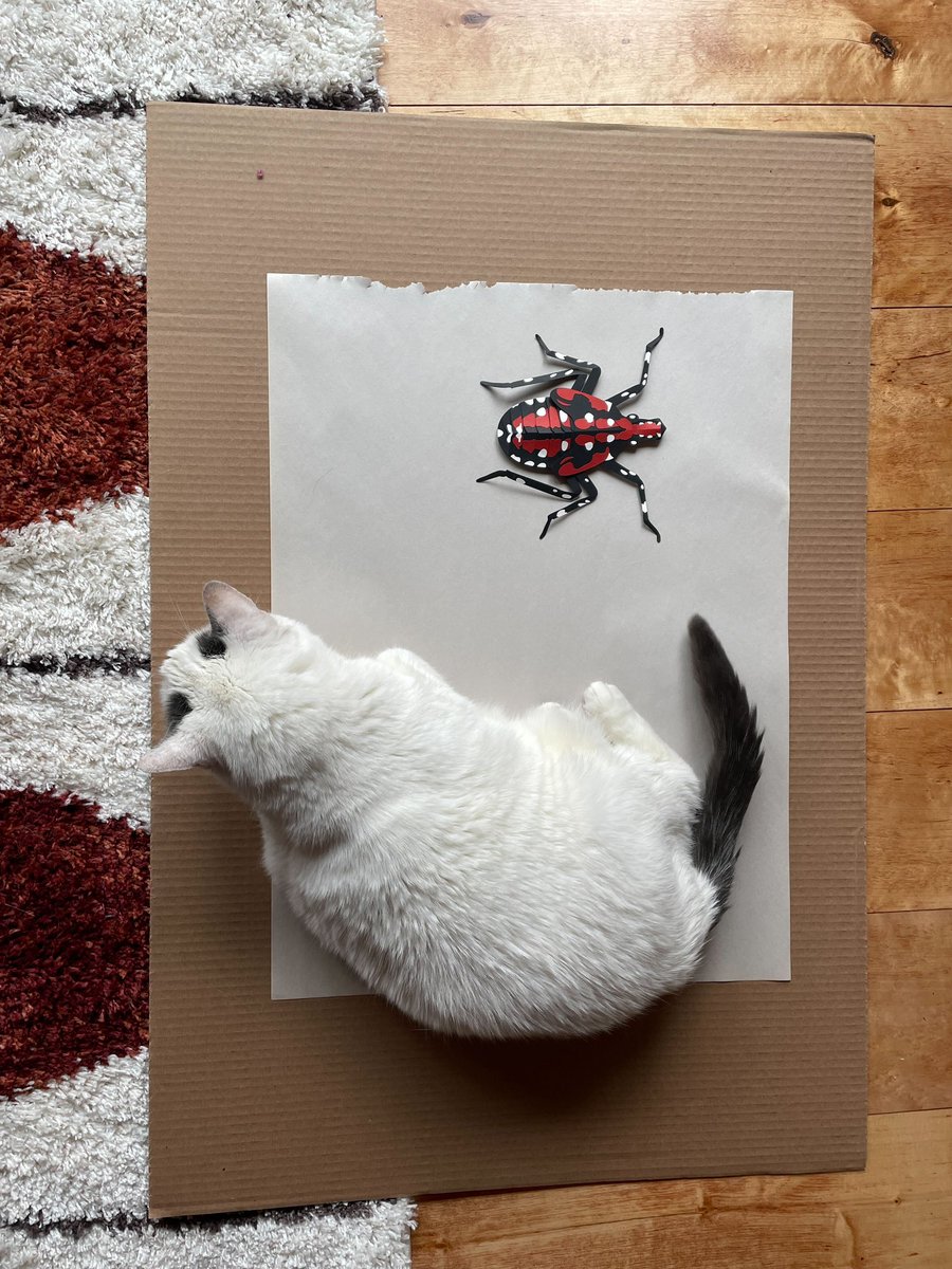 Maura Losch tweet media