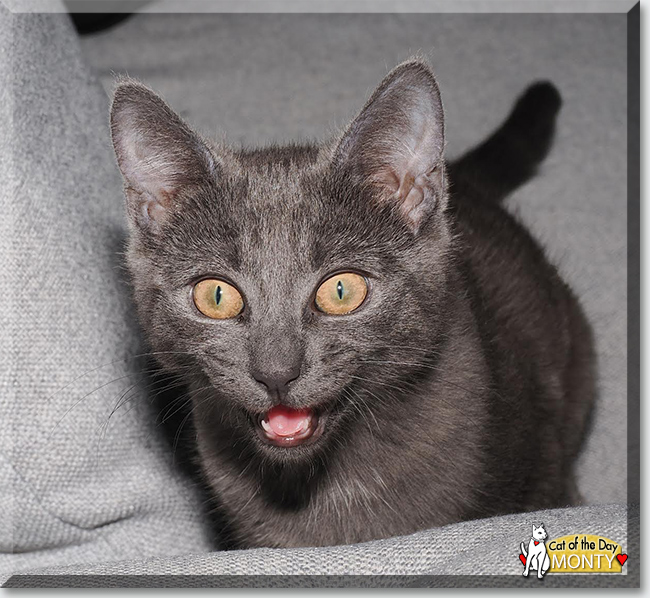 Cat of the Day .com tweet media