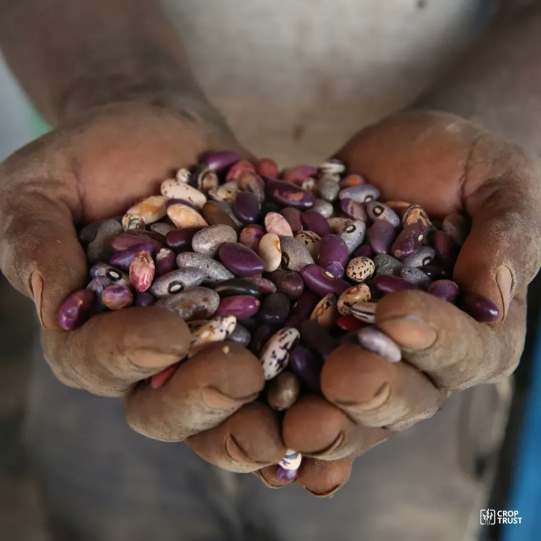 The Crop Trust tweet media