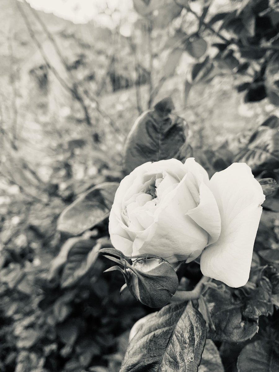 ‘Només vull:
l’ombra a l’estiu,
el cara-sol a l’hivern,
un llibre a la mà,
i temps per llegir, 
ganes d’escriure
i el goig de dormir’.

Roc Salvadó Poy