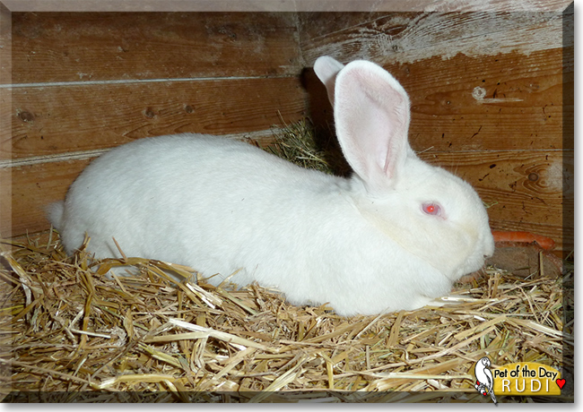 Saturday's Pet of the Day is #precious Rudi, a #German #Giant #Rabbit #love - read his story at petoftheday.com/archive/2023/M… #petoftheday #pets #petsofinstagram #pet #PetsOfTwitter #bunny