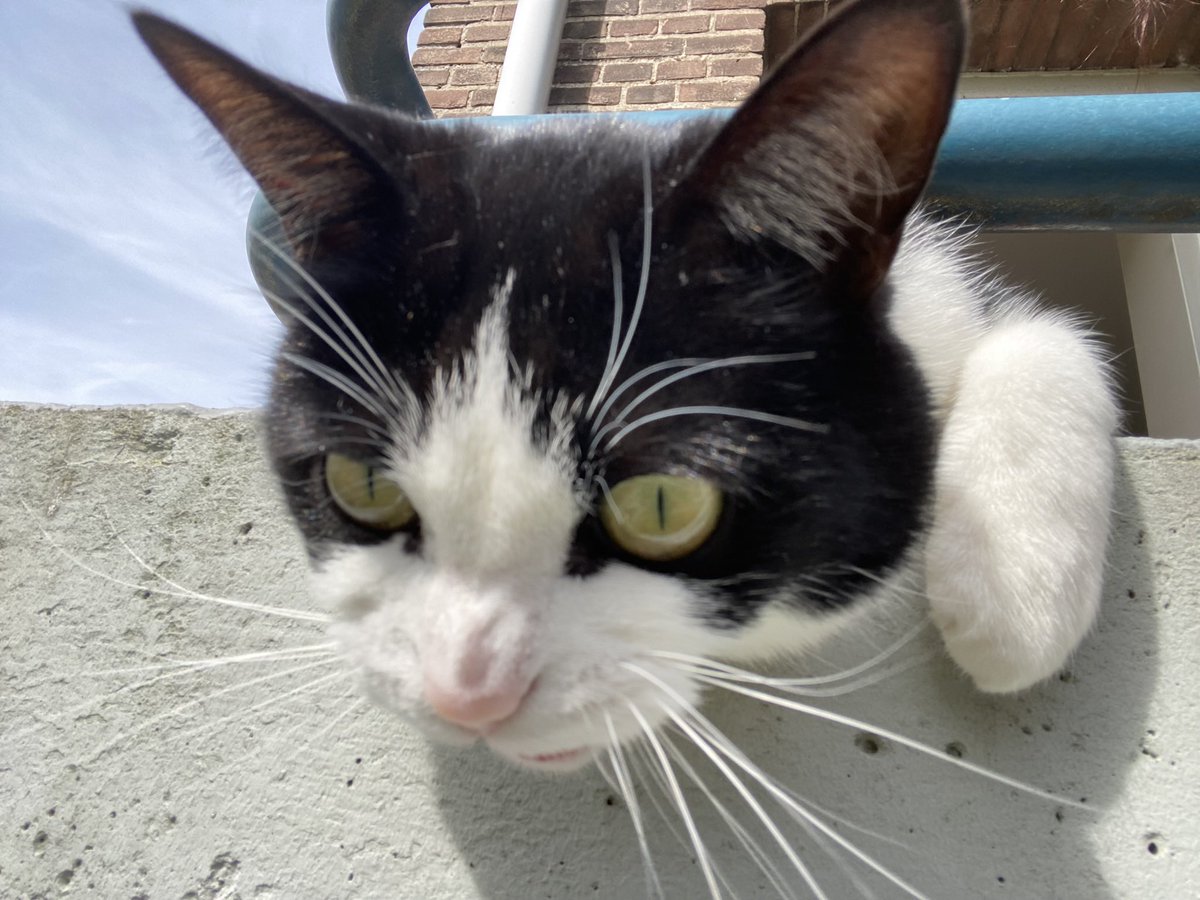 Bezoekers van de museumwoning zwaaiden naar deze meneer en door een paar werd hij zelfs gefotografeerd. Hij wil nu ook catfluencer worden. #vaneesterenmuseum #amsterdamwest #cats