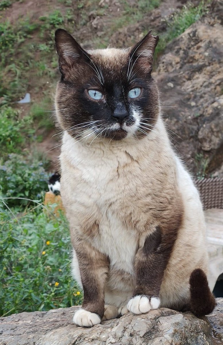Anoche vimos en <a href="/EquipoSexta/">Equipo de Investigación Producción</a>  "El Reino de los Gatos" programa tendencioso, sesgado, como era de esperar.  No hay mejor respuesta al programa de "investigación" que el comunicado <a href="/GEMFEAvepa/">GEMFE</a> 
"La mejor arma contra la desinformación, es la información veraz"avepa.org/pdf/biodiversi…