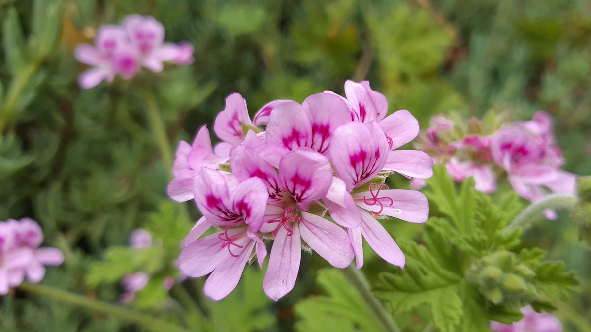 yukigatiratira's tweet photo. 今日もありがとうございました💝
おやすみなさい😴💤

#ローズゼラニウム  #RoseGeranium
#匂天竺葵　#ニオイテンジクアオイ
#変らぬ信頼 　#君ありて幸福
#花写真 　#キリトリセカイ
#歩道にて 2022.5.15 https://t.co/Teqo5P2e32