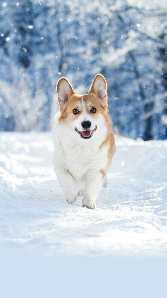 Corgi_Gang_'s tweet photo. #Corgi #CorgiLover #corgilovers https://t.co/YpDgoUR3k5