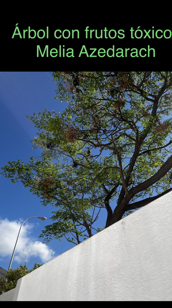 alexitaholly's tweet photo. @malaga 1 año atrás hice un escrito al Medio Ambiente donde porfavor pedía que me podasen las ramas,Nadie me hizo caso y lo volví a reclamar para nada.Lo pido porque esos frutos del àrbol Melia Azedarach son tóxicos y mis perritos han acabado en urgencias dos veces por masticarlo https://t.co/yNNKhVRViS