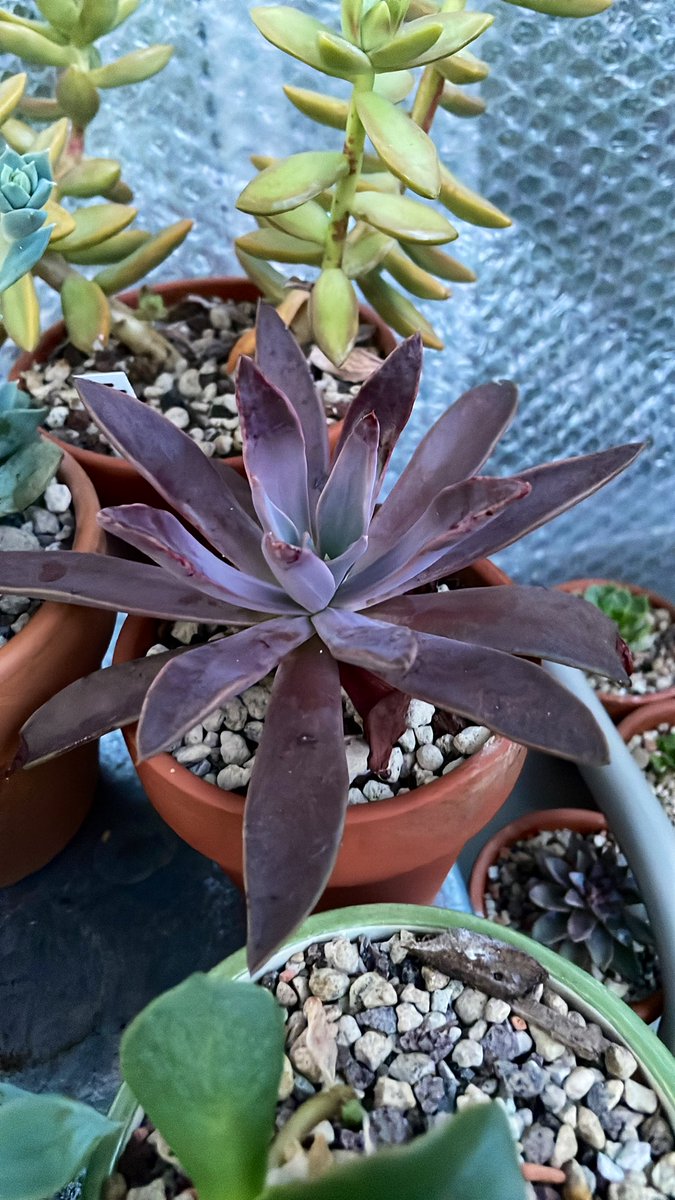 Siempre se me pasa el #ViernesDePresumirSuculentas de <a href="/pavelgaor/">𝙋𝙖́𝙫𝙚𝙡</a>. Estoy regando a las planthijas y les comparto algunas cositas. Buen fin de semana!