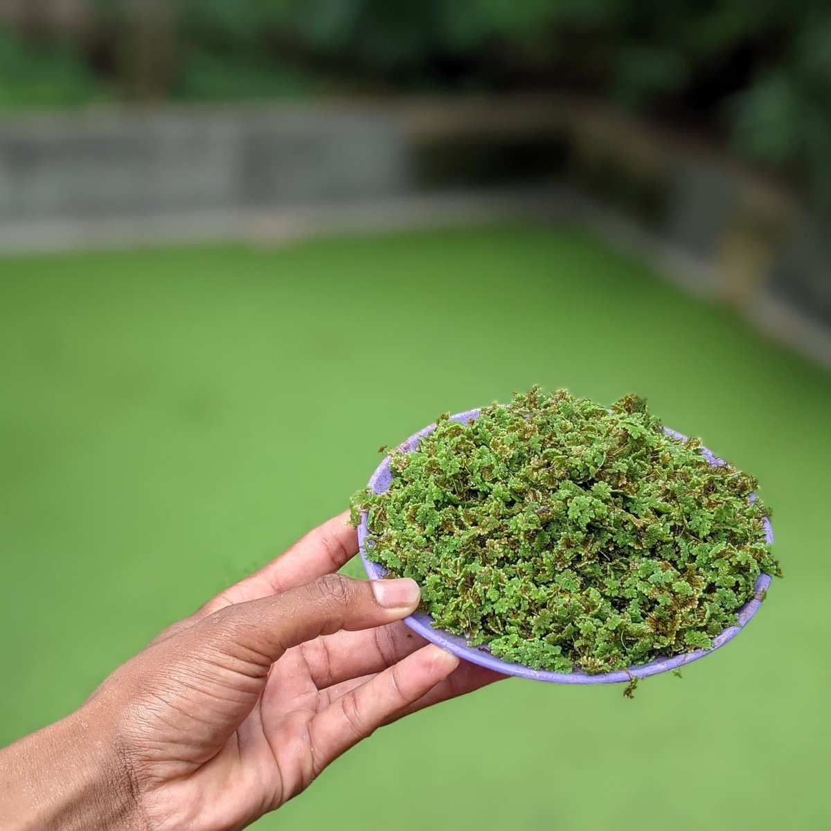 demi_farm's tweet photo. Azolla farming pdf. 

Drop your email or WhatsApp to get a free copy.

Retweet to share with your friends. https://t.co/XqilH9JCRn