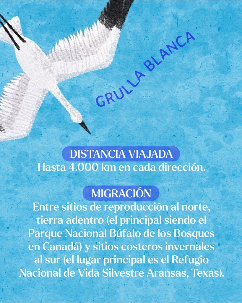 Editorial Amanuta tweet media