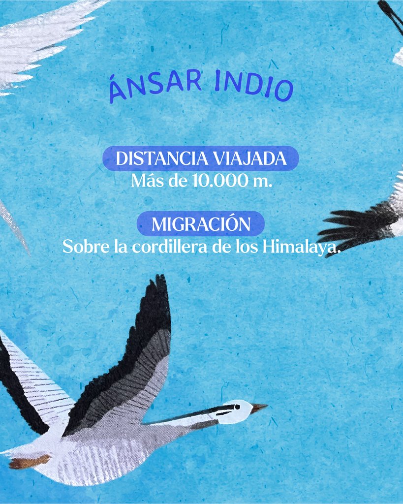 Hoy se celebra el día de las aves migratorias. 
Te presentamos algunas de las que aparecen en nuestro hermoso libro "Viajamos tan lejos" 

¿Cuál es tu favorito?

#avesmigratorias