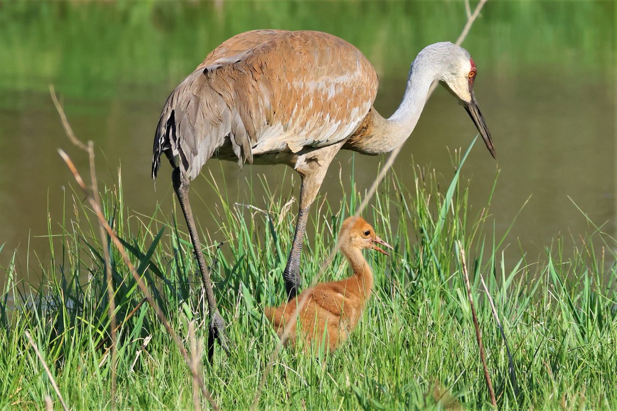 For #GlobalBigDay2023 I will start to show my most recent pics at a new pond. One very special subject there, a Sandhill Crane colt. A nice couple told me about them. Yes, there were two colts. Now there is one, predator prob took the other. Yes, nature is difficult!