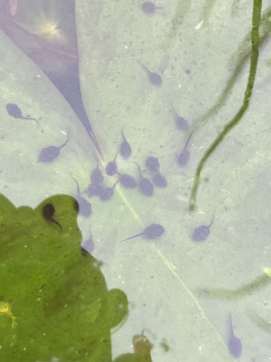 Life with a pond ❤️