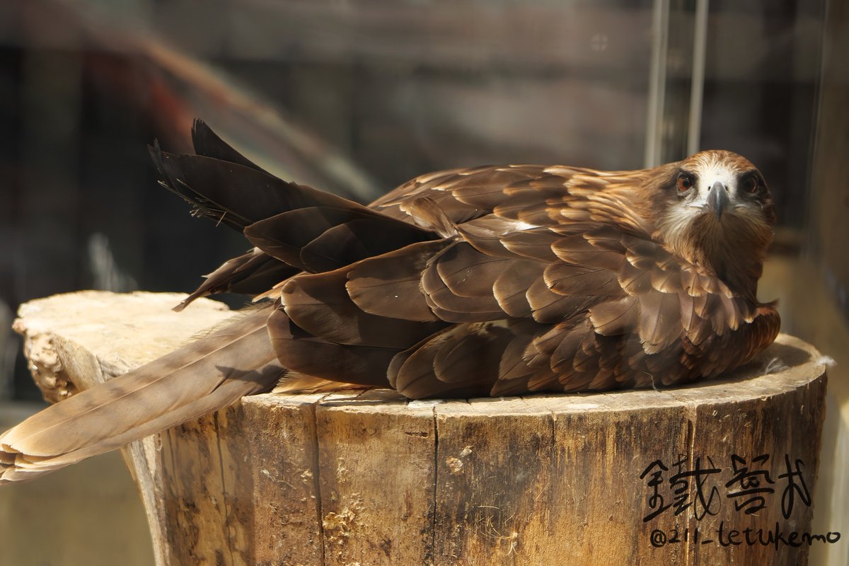 もも‪‪☺︎‬ページ RT @211_tetukemo: いや、もう八木山のトビさん完全にオフモードなん