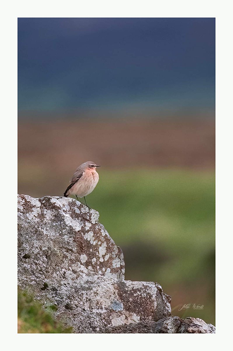 # whinchat #Skye