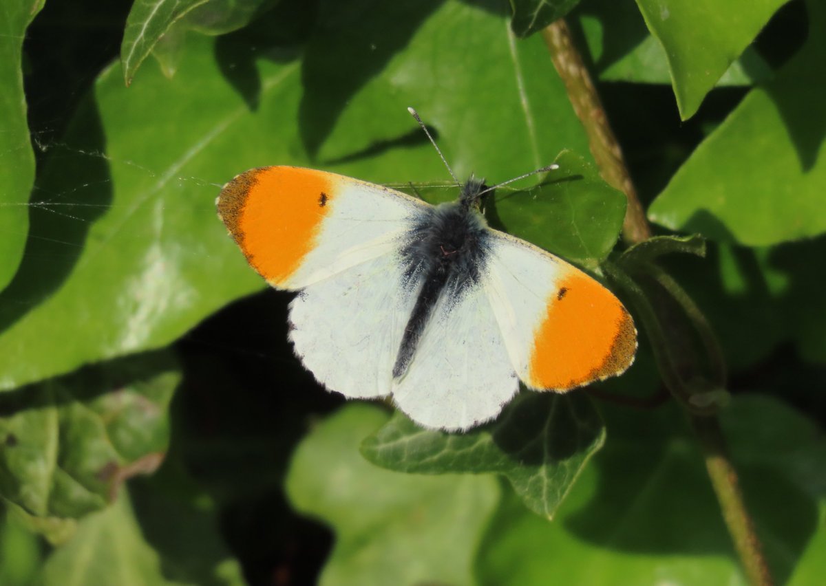 smdavies67's tweet image. Plenty of #orangetips around just now. Slightly more obliging for a photo than the #hollyblue 

#Butterflies #butterfly #nature #wildlife #belhaven #eastlothian