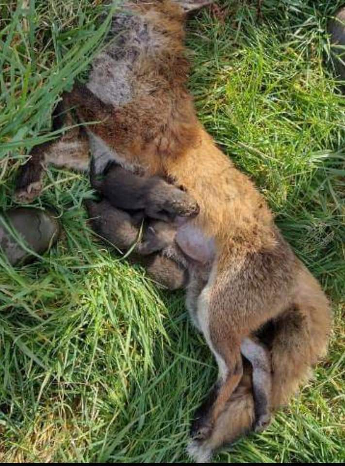 YaelAngel20's tweet photo. #Chasse Photos publiées sur des pages de chasse, que les chasseurs s'envoient pour se féliciter. Ici : mamans renard tuées ainsi que leurs petits. Les renards sont sur la liste des ESOD (espèces susceptibles d'occasionner ds dégâts). Ils sont chassables par ts moyens 12 mois/ an https://t.co/19RJHf1l6s