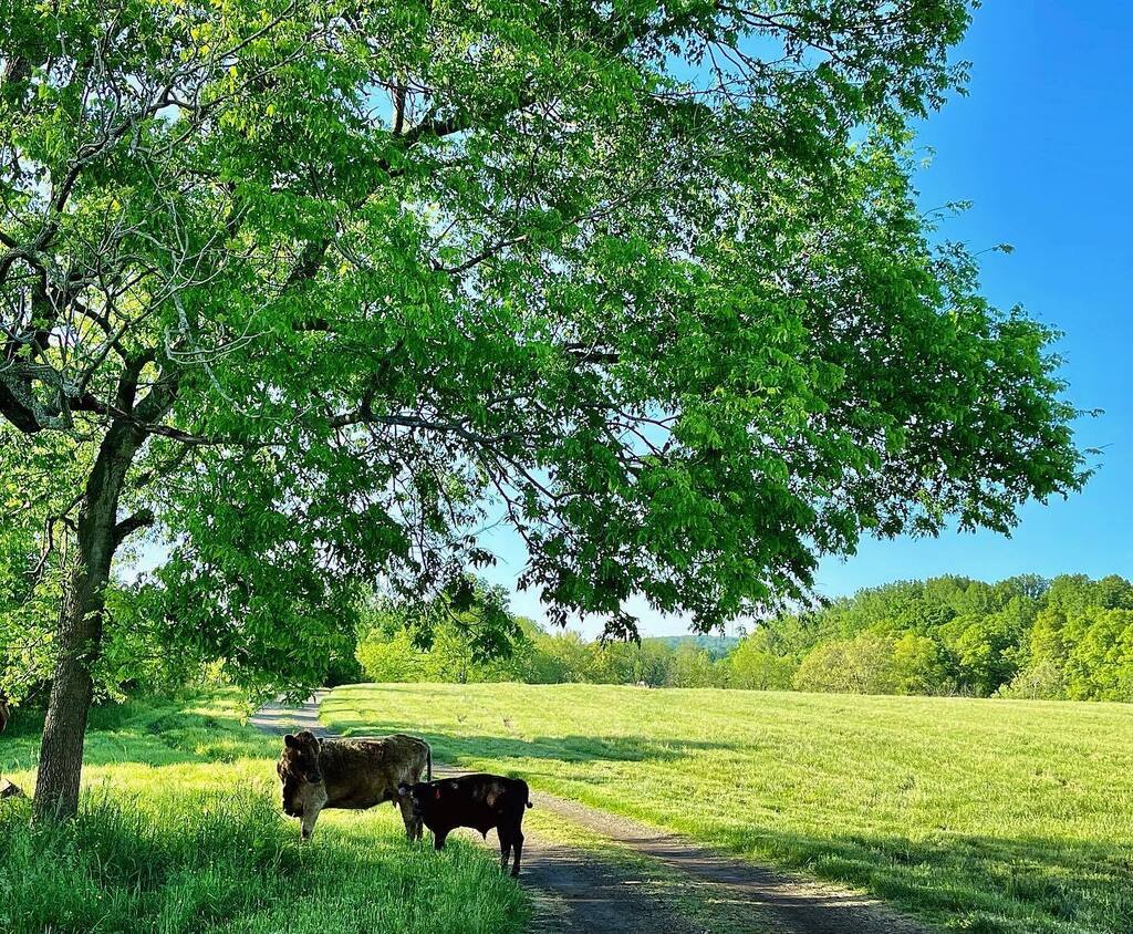 Early Saturday morning on our farm…the day before Mother’s Day. Something about this peaceful scene stopped me in my tracks. I think it was the way this gentle mother gazed upon her little bull, craning her neck preternaturally backward to make sure he was safely nearby as a…