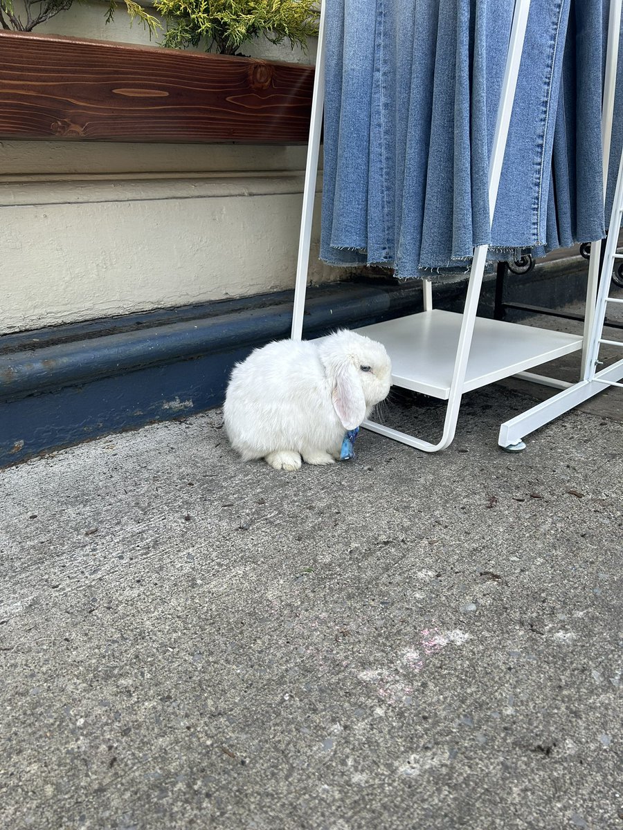 robbie (normal) tweet media