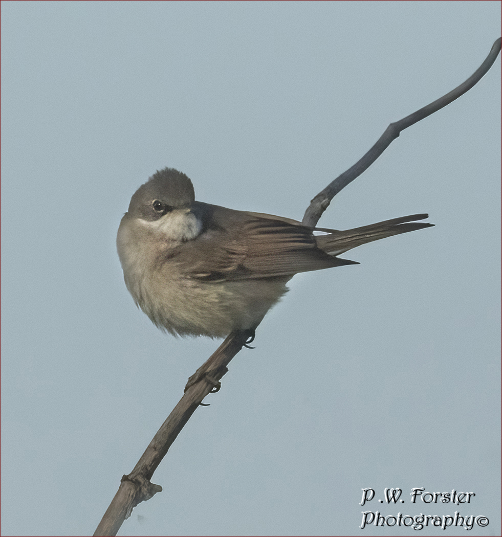 paul230156's tweet photo. Whitethroat South Gare
@teesbirds1 @WhitbyNats @clevelandbirds @teeswildlife @DurhamBirdClub @TeesmouthNNR @RSPBSaltholme @YWT_North @YorksWildlife @NTBirdClub
@WildlifeMag #localbird #7dmk11 #ukbirds #birds @BirdWatchingMag https://t.co/cTR2TzwhLA