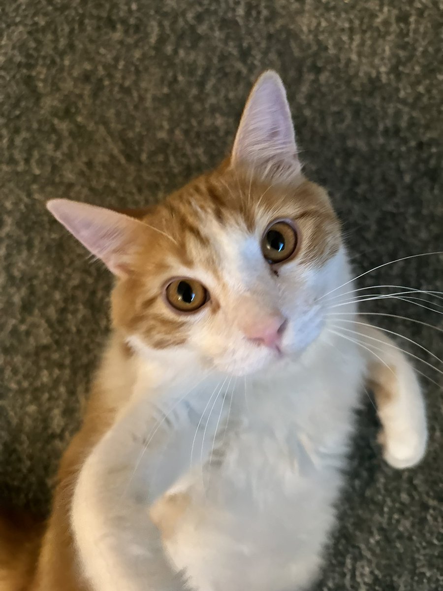 clebs0da's tweet image. my idiot son