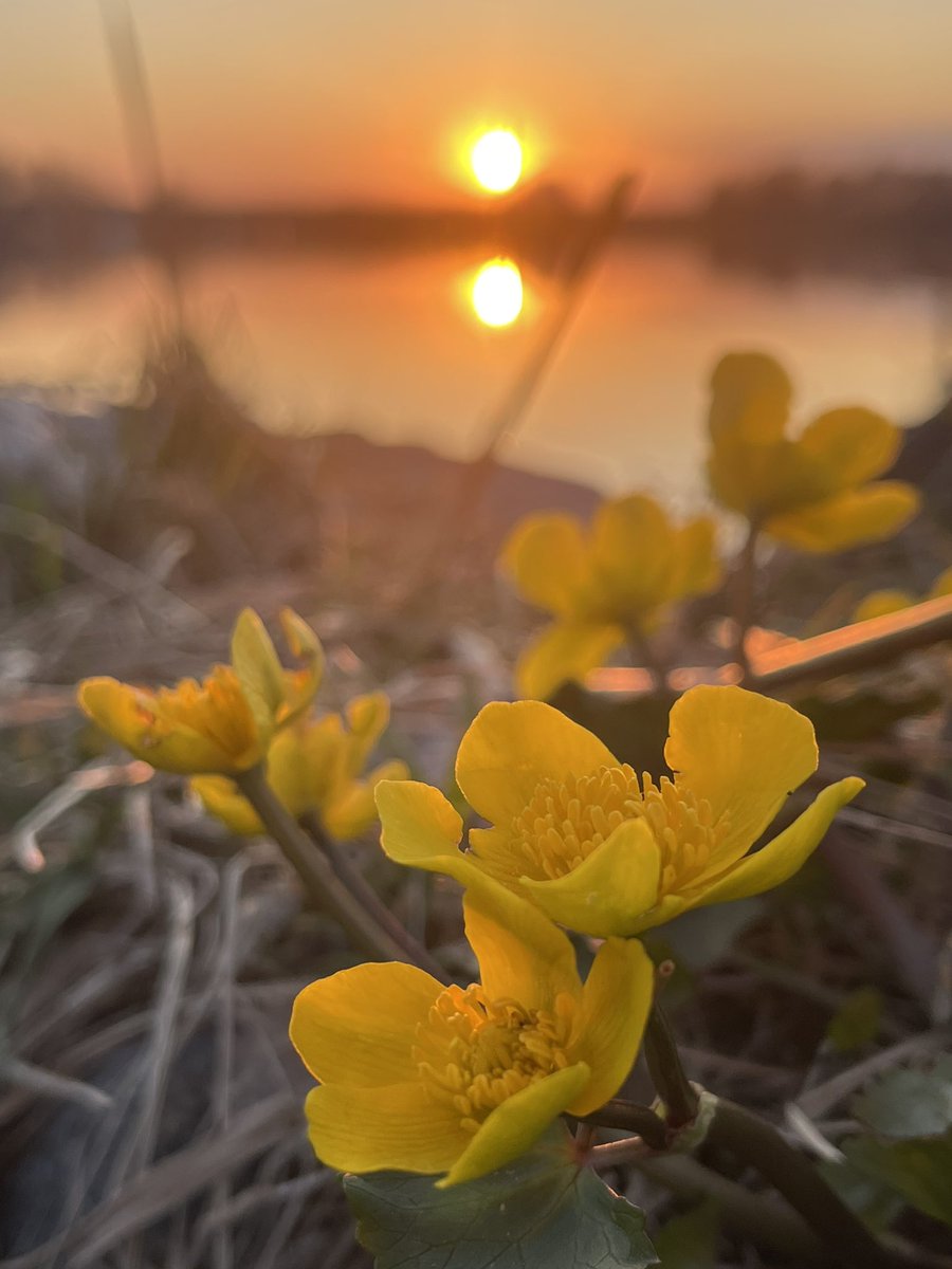 Sunset flowers
- they got their color from the day’s last hours.

#rentukka #sunsetvibes #MeriPori #Reposaari #Pori #Suomi #Finland #GoodNightTwitterWorld