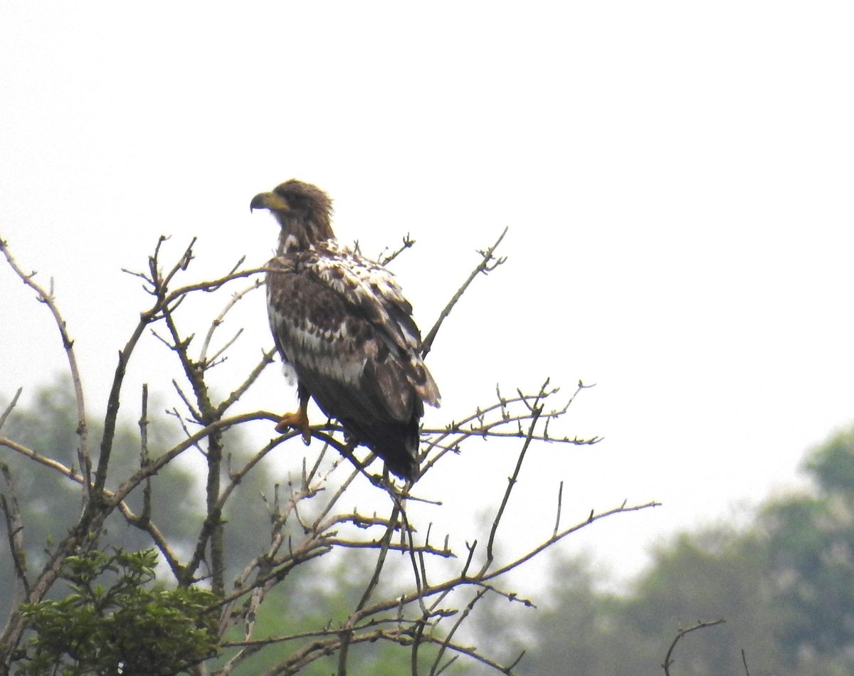 BakkumEdward's tweet photo. Hallo Thijmen. Ik heb het verkeerd. De foto van de buizerd had ik al iets eerder gemaakt toen ik onderweg was naar de wandeling en deze had ik op de Facebook van roofvogels en uilen gezet. We hebben echt de zeearend in de boom gezien https://t.co/E5lPTYGSS6