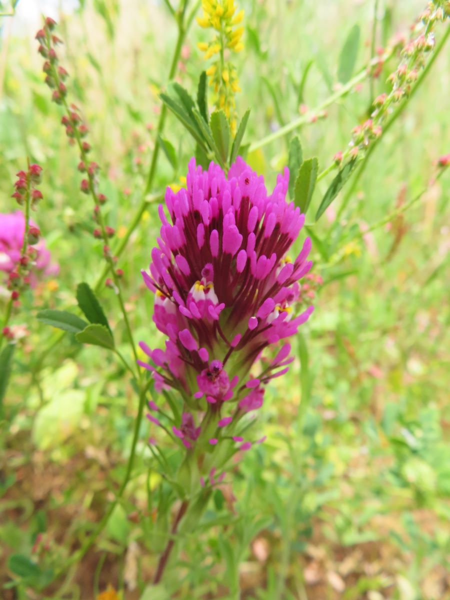 May 31 is the last day of the Conejo Open Space Challenge!. Now that the trails have dried up after this winter's rains, now is a good time to get out and finish The Challenge! The wildflowers next to the trails and on the hillsides are spectacular!

cosf.org/news/may-31-is…