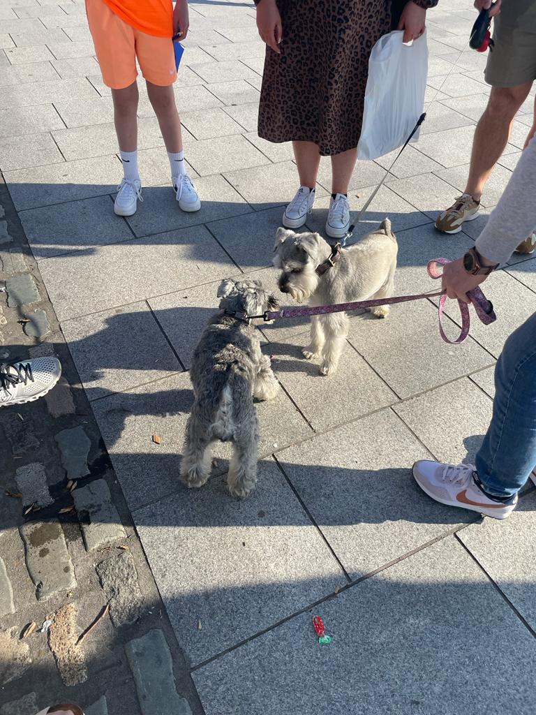 Epic day <a href="/Eurovision/">Eurovision Song Contest</a> in Liverpool. Even met a fellow schnozzer. Win win. #Eurovision2023 #schnauzersoftwitter #schnauzergang