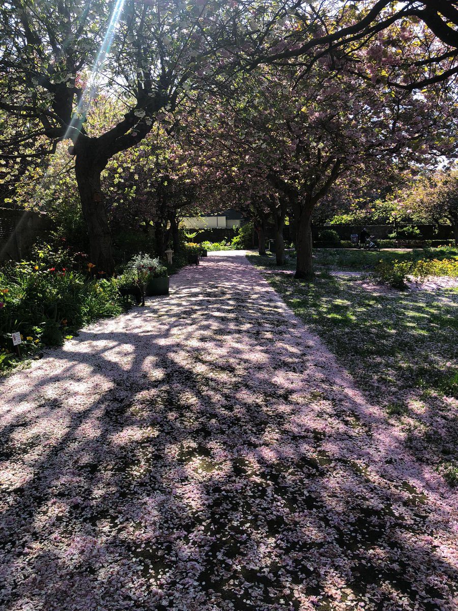 StarbankPark's tweet photo. Stunning Saturdays in a stunning @StarbankPark! #pinksnow #endofblossom #fritilleria_imperalis #edinburghpark #walledgarden https://t.co/xEWt9nBXlT
