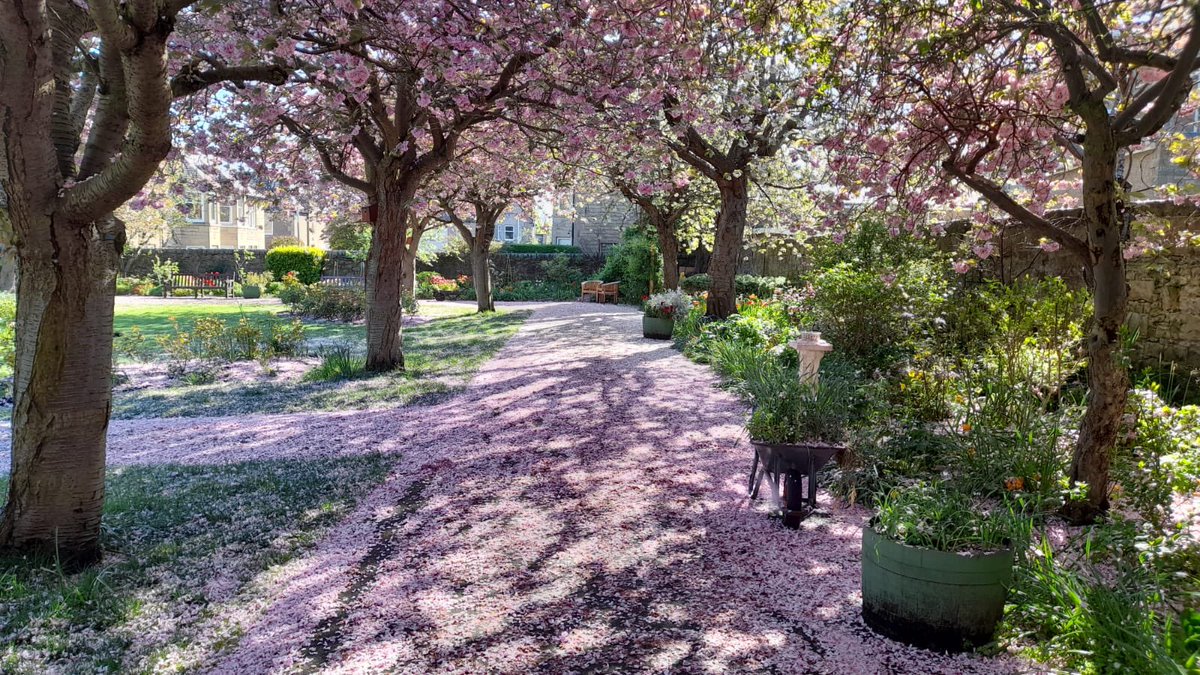 StarbankPark's tweet photo. Stunning Saturdays in a stunning @StarbankPark! #pinksnow #endofblossom #fritilleria_imperalis #edinburghpark #walledgarden https://t.co/xEWt9nBXlT