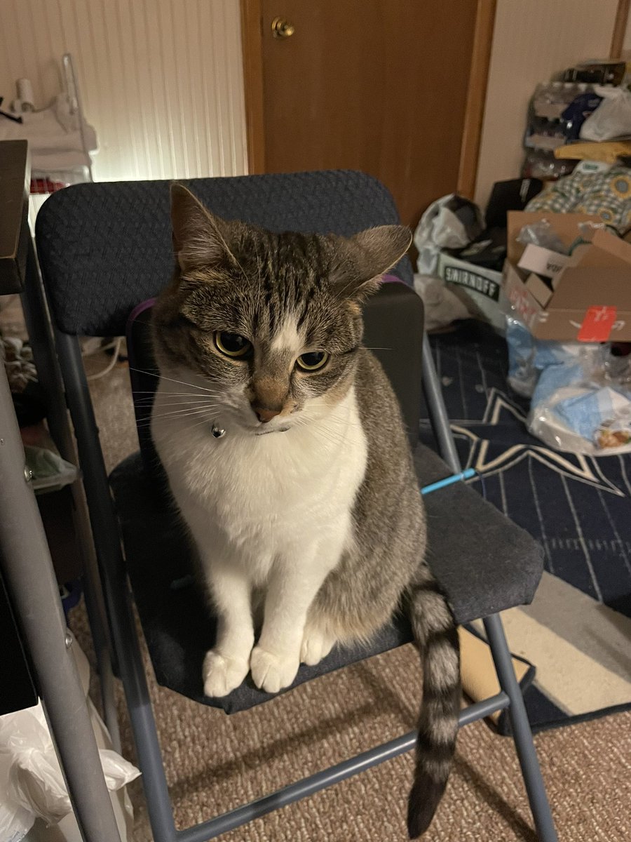 Midnightdove's tweet photo. @MacTheGingerCat https://t.co/elQ7eeI6d4