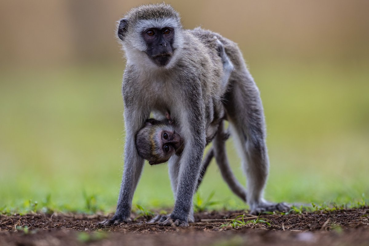 TonyWildKe's tweet photo. π Whether protecting their young or teaching them vital life skills, #wildmoms like this Vervet Monkey from Ruma National Park inspire us all.
Join us in honouring all moms today & every day. Happy #MothersDay!
πΈ @AnthonyTonyWild
#VELPStories #MothersDay2023 #HappyMothersDay https://t.co/rhIuEkwO6y