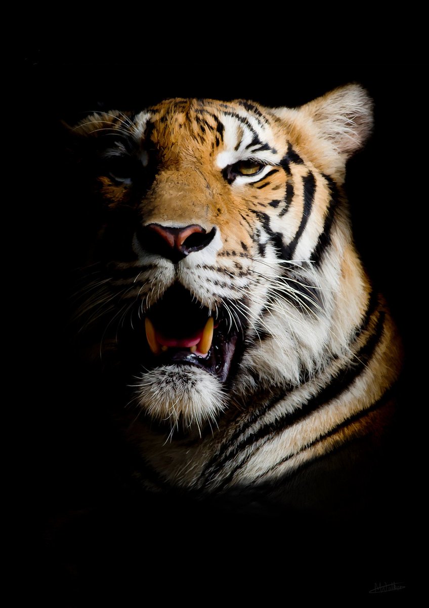 A new digital painting completed - this magnificent tiger. It has been added to the BIG CATS listing on Etsy; that's two high-res digital paintings (download only) for £1.80.

etsy.com/uk/listing/146…