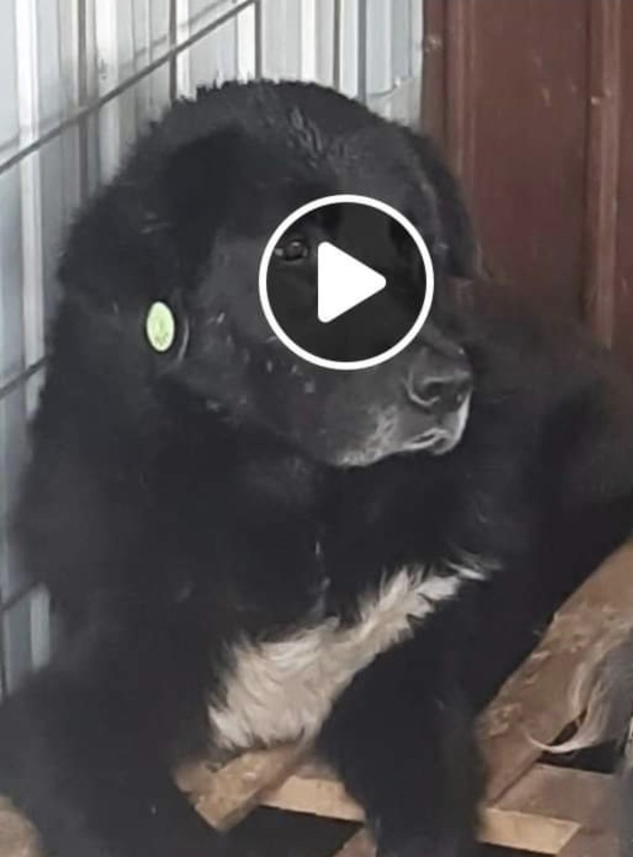 saveastreetdog's tweet photo. Our beautiful oldie Handsome. Now renamed Ebony is out of the kill . Sadly he has tested positive for Brucellosis. https://t.co/EG60Id5ime