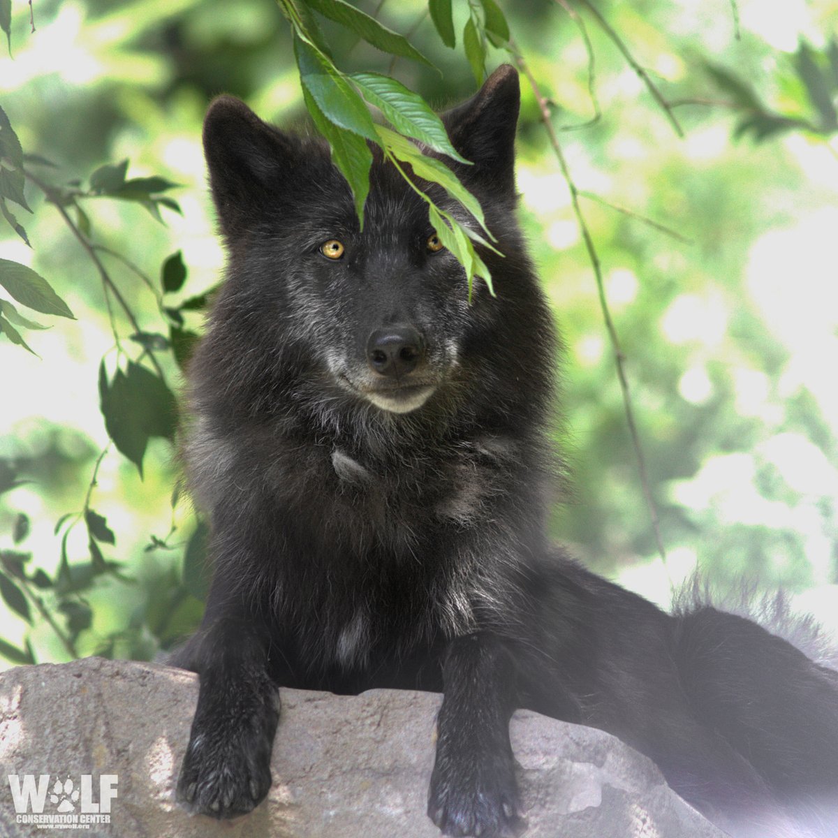 As Mother Nature's wildlife managers, wolves regulate prey populations to  enable many other species of plants \u0026 animals to flourish. Initiating these  trickle-down effects can improve ecosystem function \u0026 resilience. Just  another, image size:1200x1200