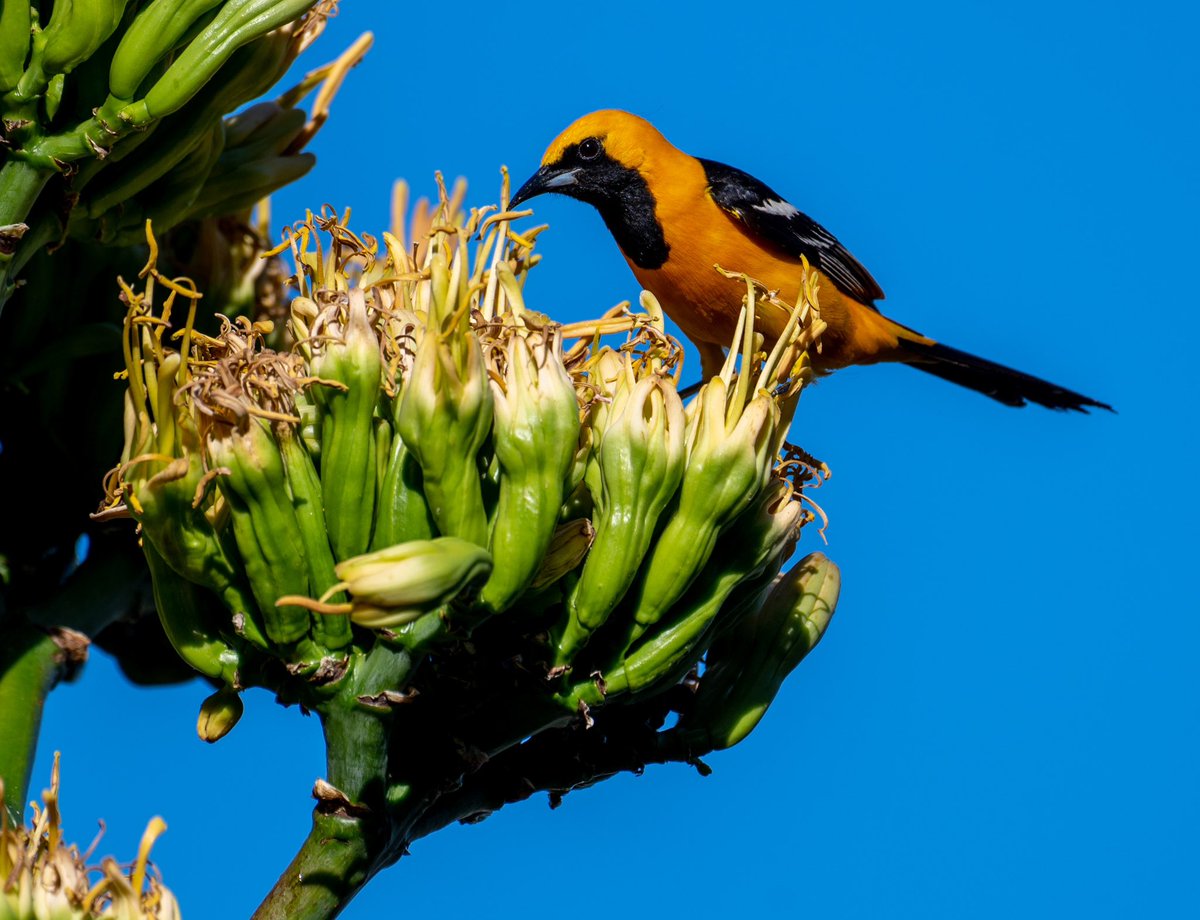 Hooded Oriole on Century Plant #GlobalBigDay2023