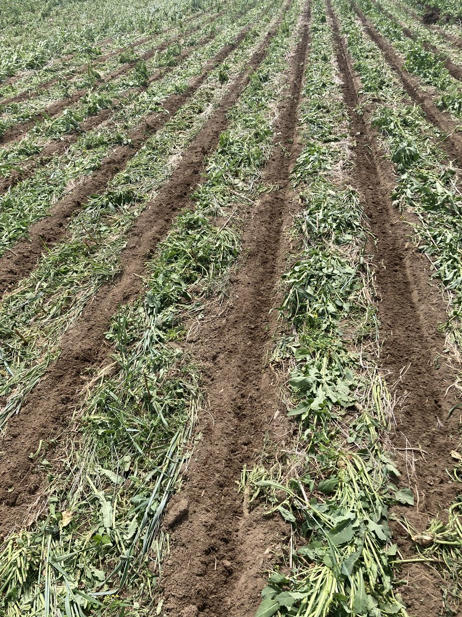#plant23 rolling. Rolled strips in cover crop planting perfect. Looking forward to seeing how this comes along. #soilhealth #ontag